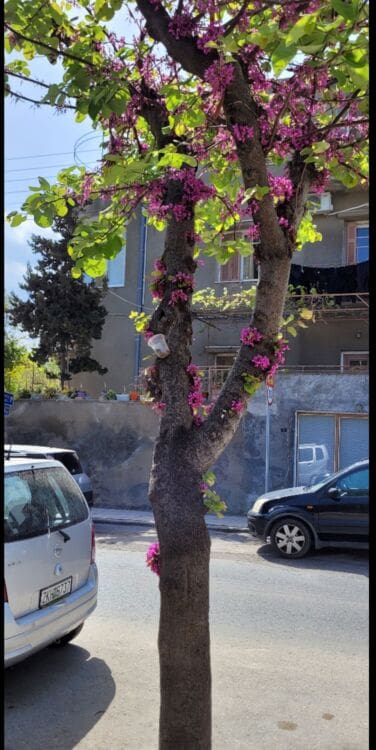 Δήμου Ηρακλείου