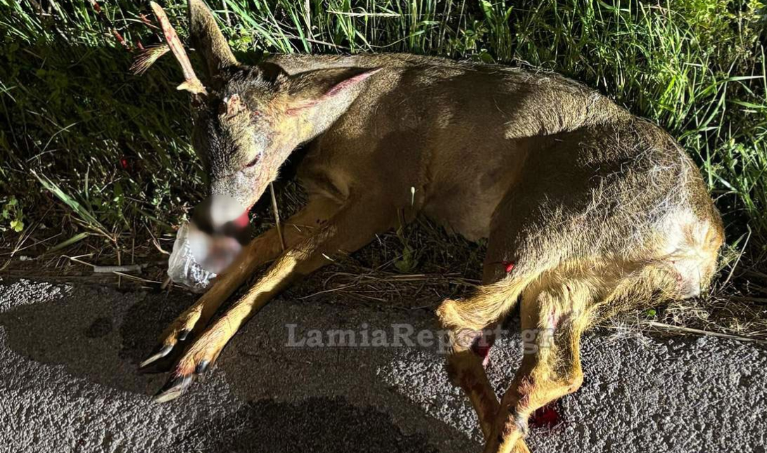 επιχείρηση διάσωσης ζαρκαδι