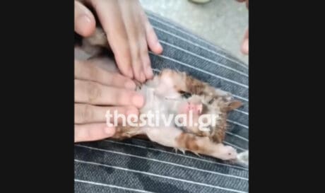 Απίστευτο! Νοσηλεύτρια επανέφερε στη ζωή γατάκι που έχει πτώση σε φρεάτιο! (βίντεο)