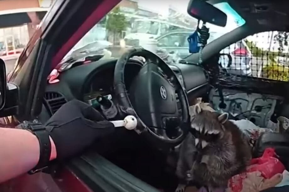 Επικό! Ρακούν κάπνιζε μεθαμφεταμίνη