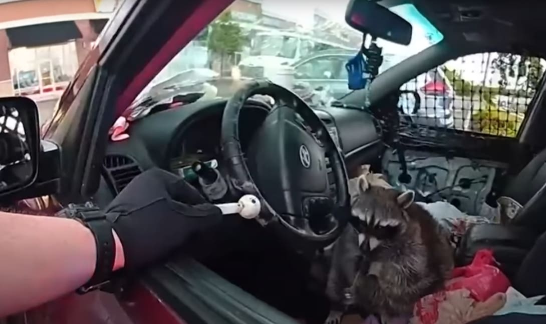 Επικό! Ρακούν κάπνιζε μεθαμφεταμίνη