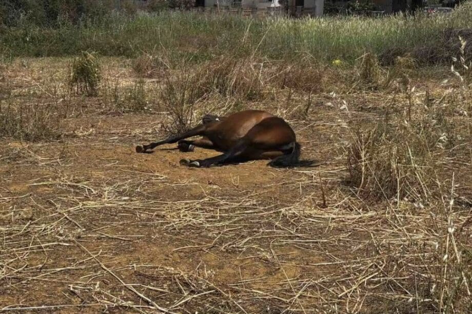 άλογα Χανιά