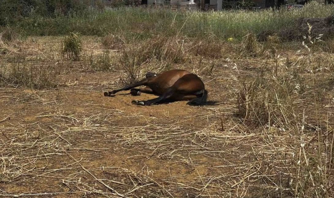 άλογα Χανιά