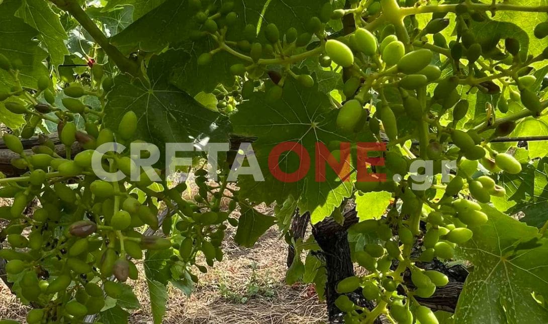 Σκαλάνι Αρχάνες αμπέλια αμπελοκαλλιέργειες