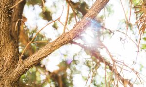 Εργασίες κλαδέματος από τον Δήμο Χανίων