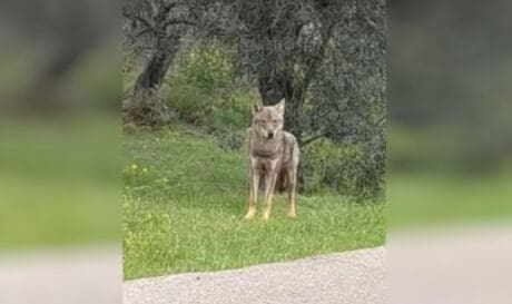 λύκος Χαλκίδα