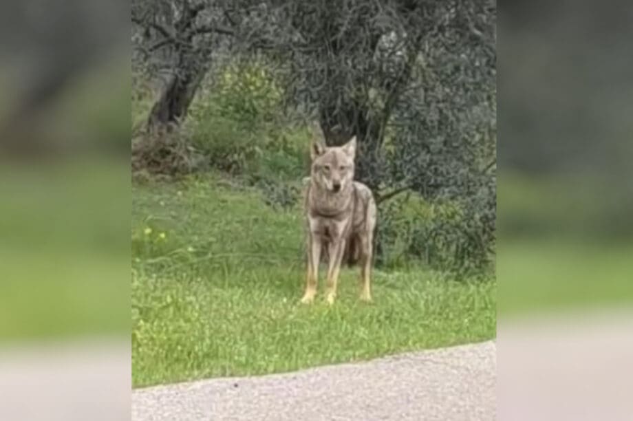 λύκος Χαλκίδα