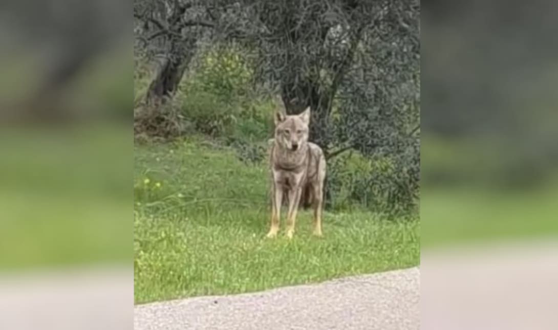 λύκος Χαλκίδα