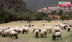 Κρήτη: Κτηνοτρόφος «έφαγε» πρόστιμο πάνω από 1 εκατ. ευρώ για ανεξέλεγκτη βόσκηση