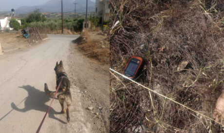 σκυλάκια Πετροκεφάλι δηλητηρίαση