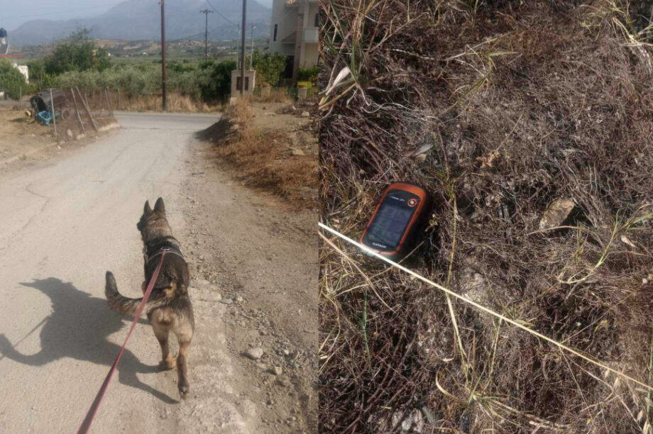 σκυλάκια Πετροκεφάλι δηλητηρίαση
