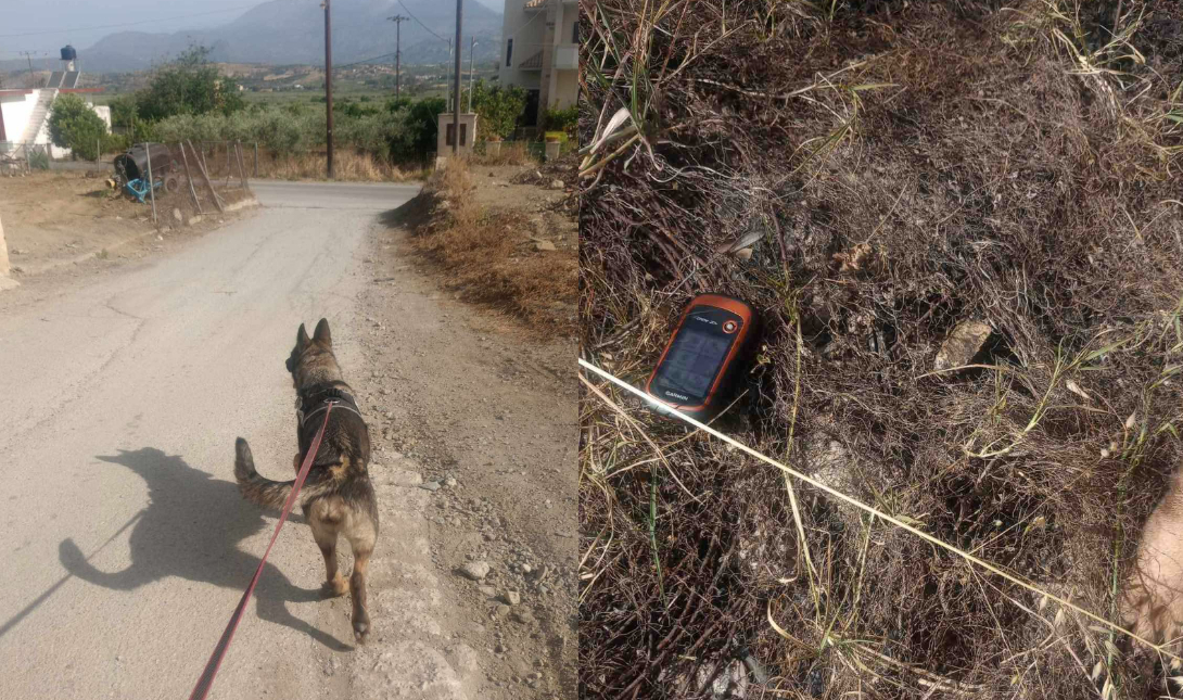 σκυλάκια Πετροκεφάλι δηλητηρίαση