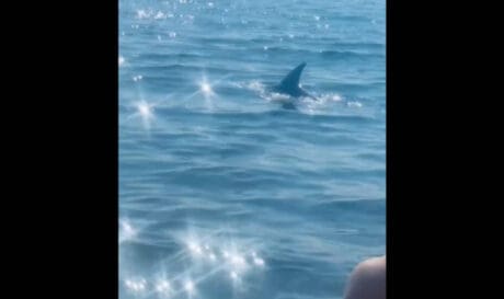 Δελφίνι βγήκε στην ακροθαλασσιά πλάι σε λουόμενους (βίντεο)