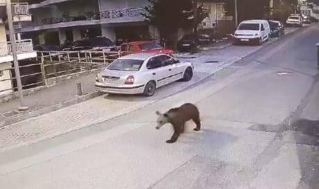 Αρκούδα Γρεβενά