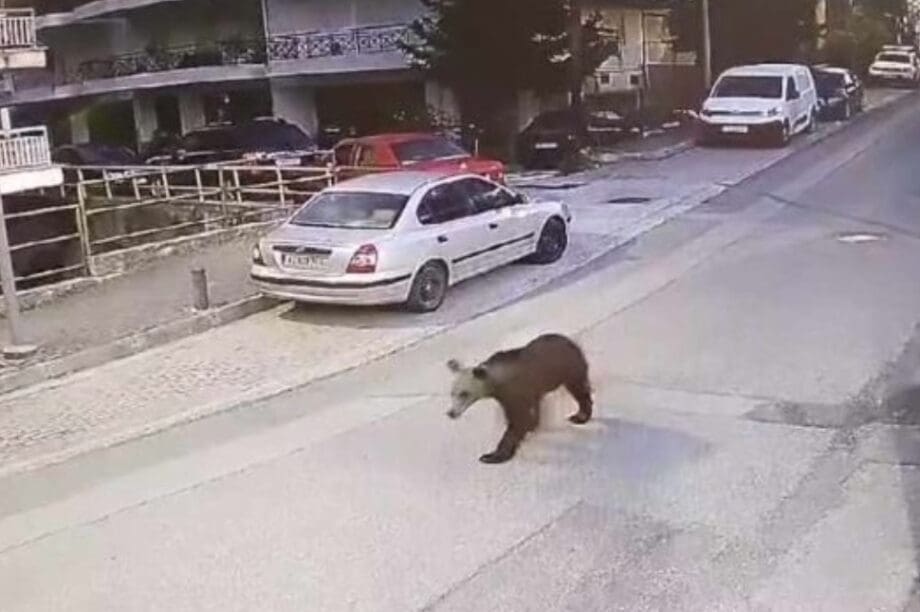 Αρκούδα Γρεβενά