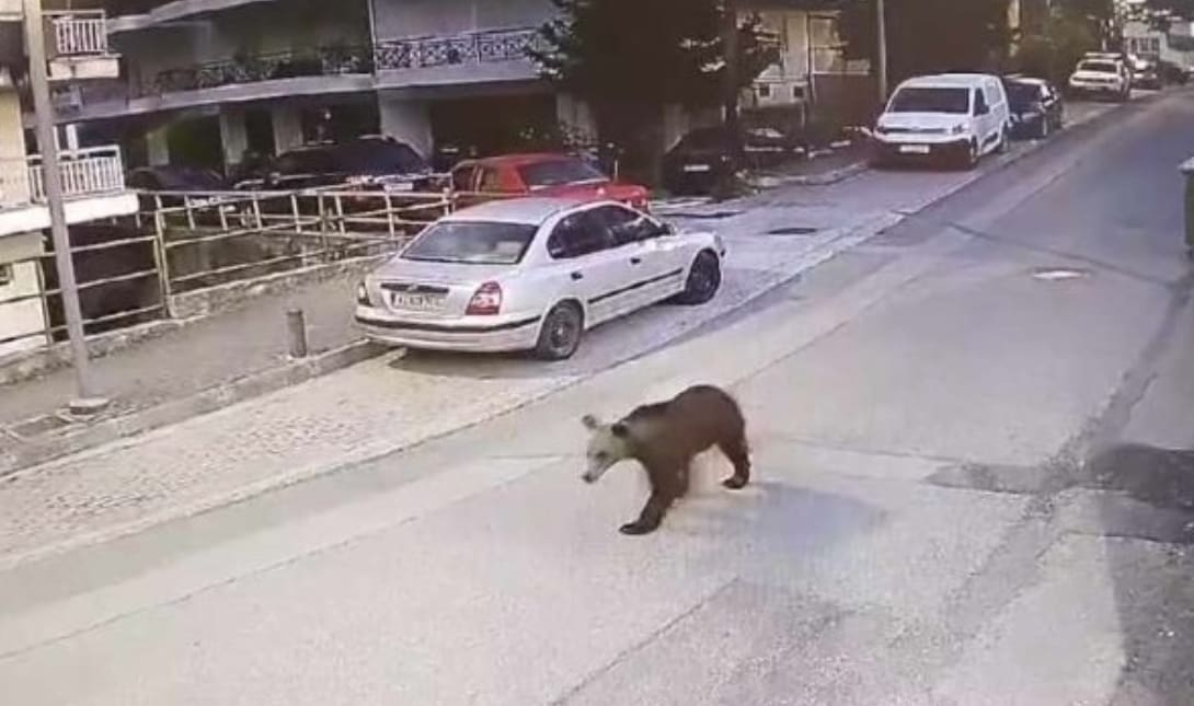 Αρκούδα Γρεβενά