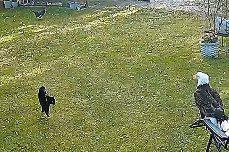Γάτα αετός κότα