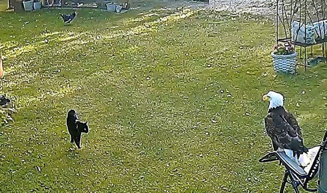Γάτα αετός κότα