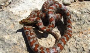 Πανικός στη Σύρο – Οχιά δάγκωσε 13χρονο