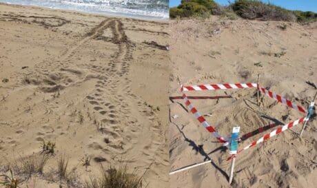 Caretta – Caretta