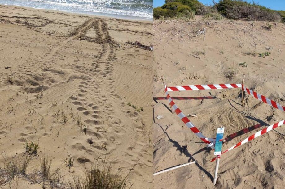 Caretta – Caretta