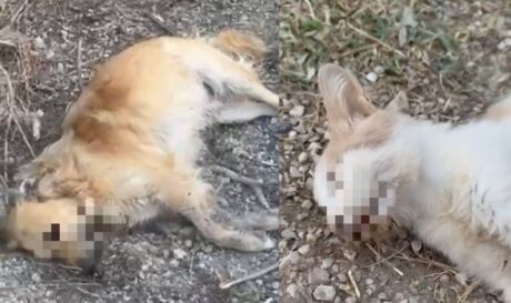 αδέσποτα ζώα νεκρά