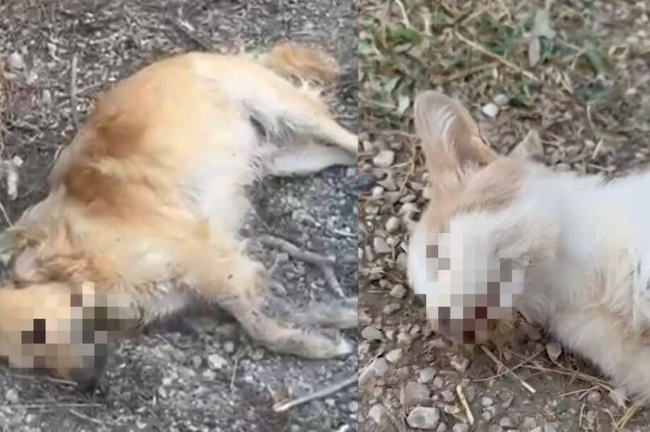 αδέσποτα ζώα νεκρά