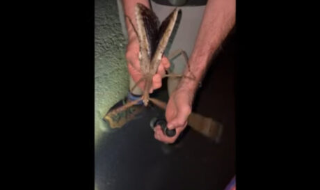 Βρέθηκε στην Αυστραλία το πιο βαρύ και μακρύ έντομο (βίντεο)