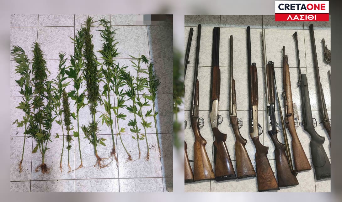 Όπλα δενδρύλλια χασίς Λασίθι