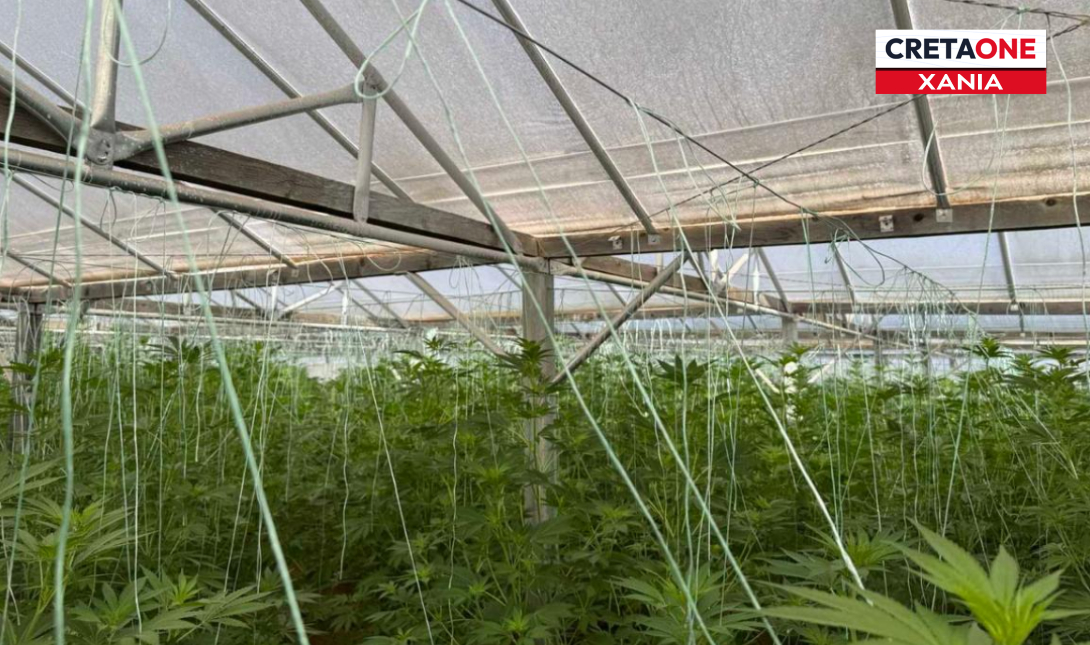 Χασισοφυτεία δενδρύλλια θερμοκήπιο Κίσσαμος