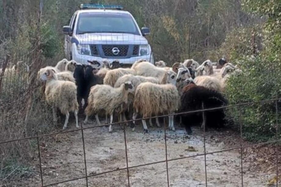 αστυνομία κτηνοτρόφοι ΟΠΕΚΕΠΕ