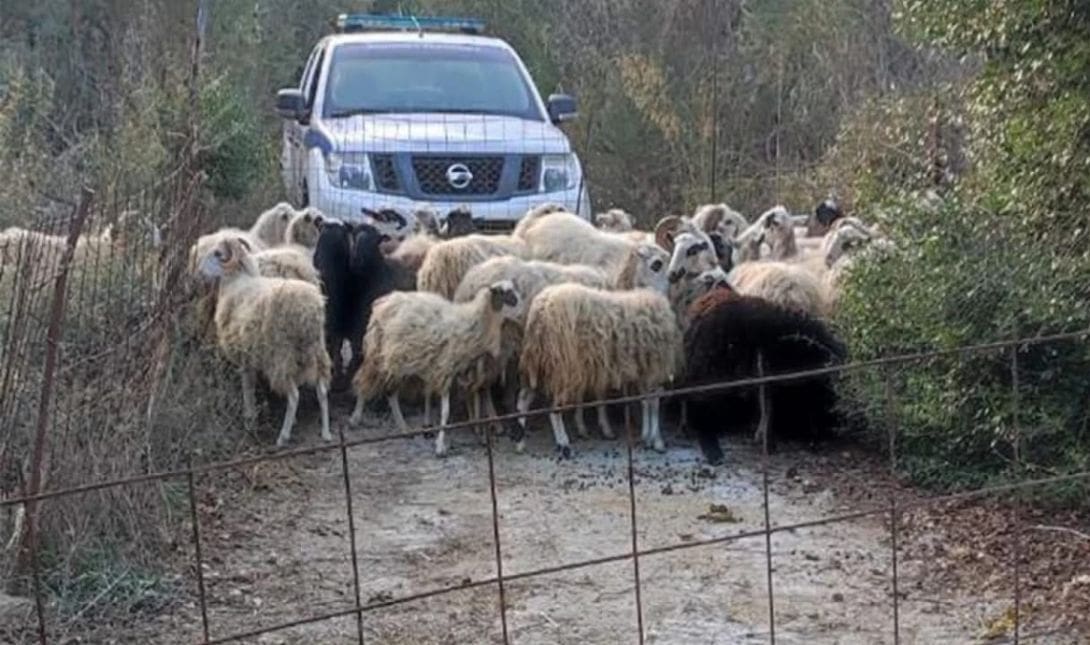 αστυνομία κτηνοτρόφοι ΟΠΕΚΕΠΕ