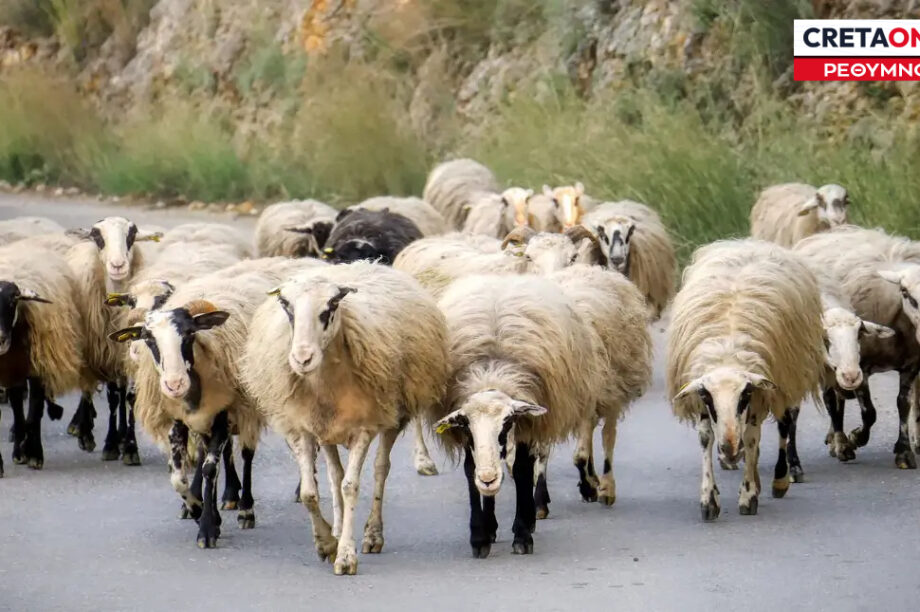 Κτηνοτροφία ρεθυμνο κτηνοτρόφος πρόβατα