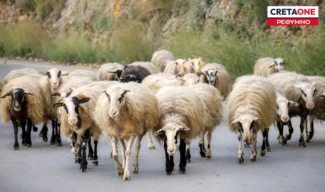 Κτηνοτροφία ρεθυμνο κτηνοτρόφος πρόβατα