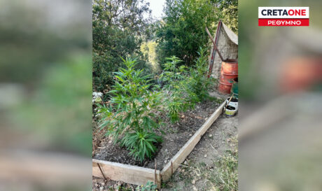 Χασίς δενδρύλλια Ρέθυμνο