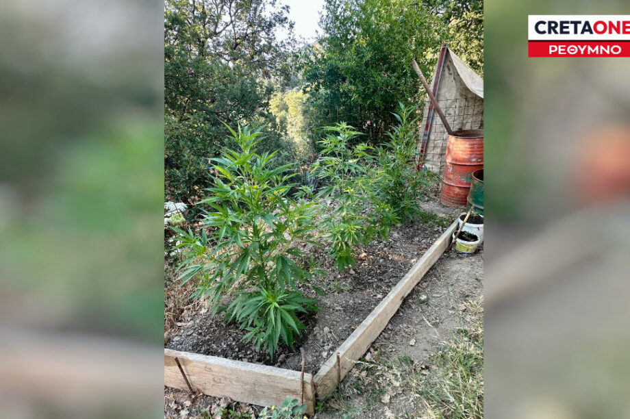 Χασίς δενδρύλλια Ρέθυμνο