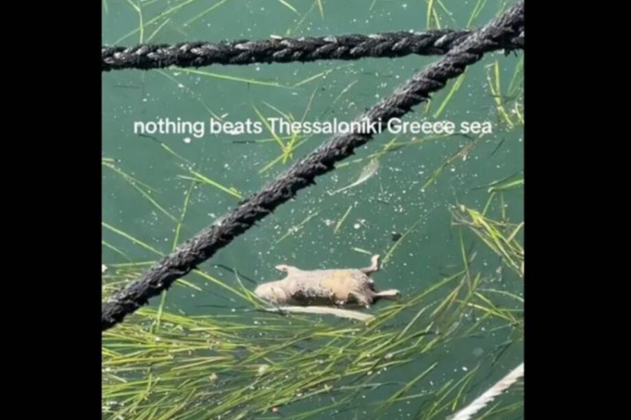 ποντίκια Θερμαϊκός