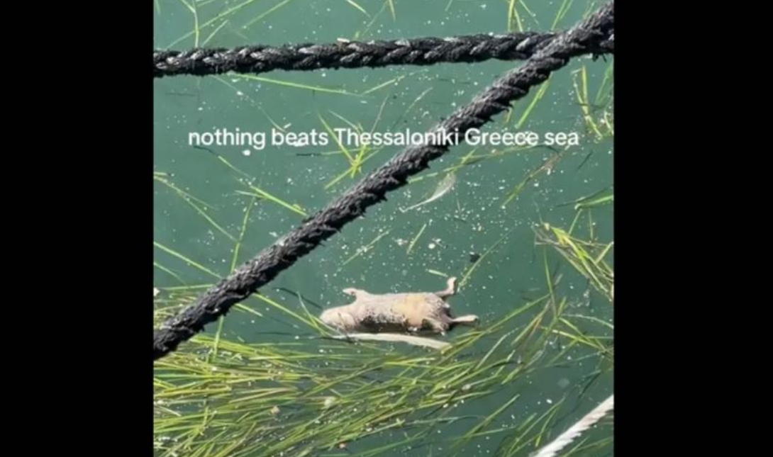 ποντίκια Θερμαϊκός