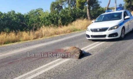 Λαμία: Τροχαίο με θύμα αγριογούρουνο! (φωτογραφίες)