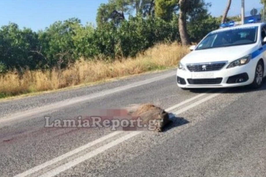 Λαμία: Τροχαίο με θύμα αγριογούρουνο! (φωτογραφίες)