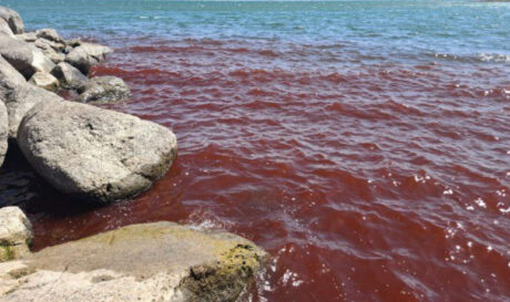 Ισραήλ: Η Θάλασσα της Γαλιλαίας βάφτηκε κόκκινη! (βίντεο-φωτογραφίες)