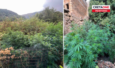 Ρέθυμνο Μυλοπόταμος κάνναβη
