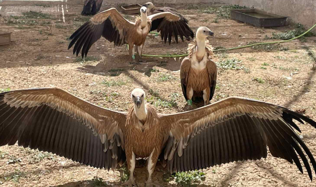 «Καμπανάκι» στην Κρήτη – 35 γύπες θύματα της ξηρασίας στο νησί