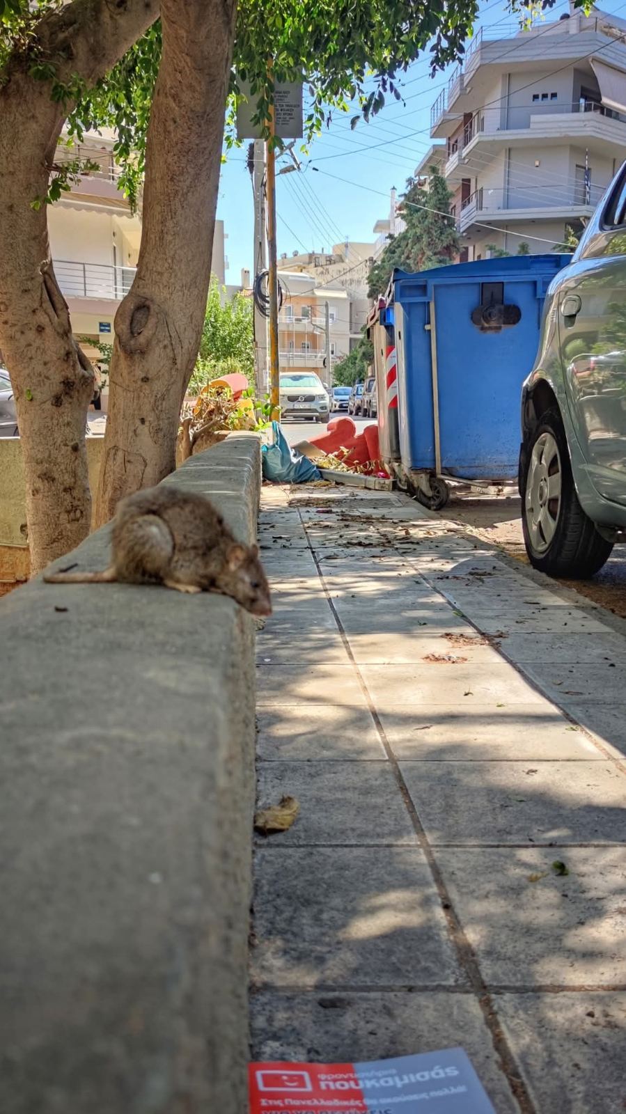 αρουραίος Μασταμπάς