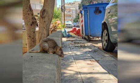 αρουραίος Μασταμπάς