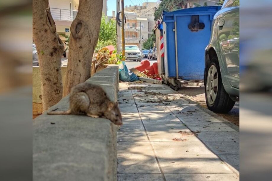 αρουραίος Μασταμπάς