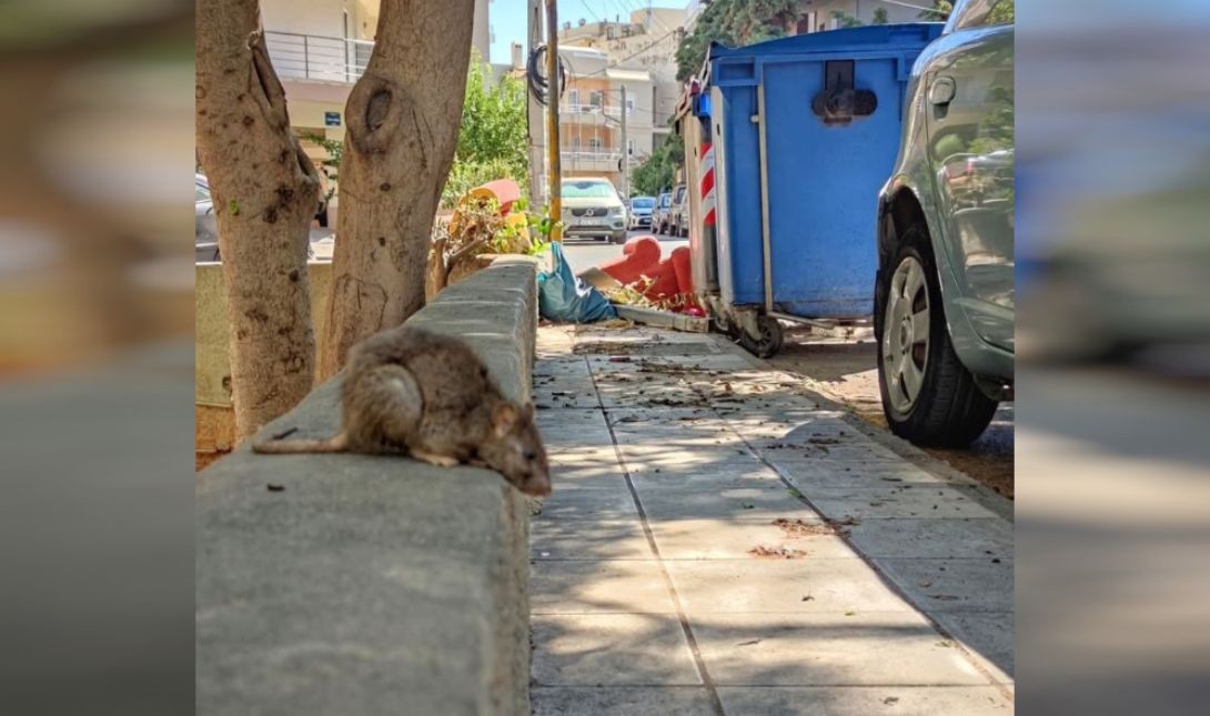 Ηράκλειο: Αρουραίος σουλατσάρει…αμέριμνος στον Μασταμπά! (φωτο)