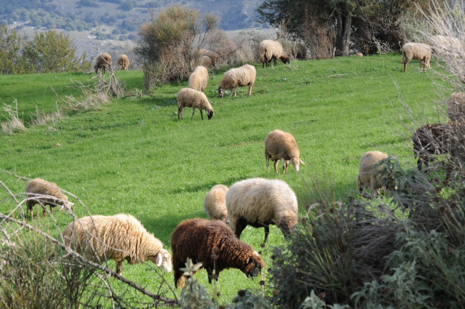πρόβατα κτηνοτροφία ΟΠΕΚΕΠΕ