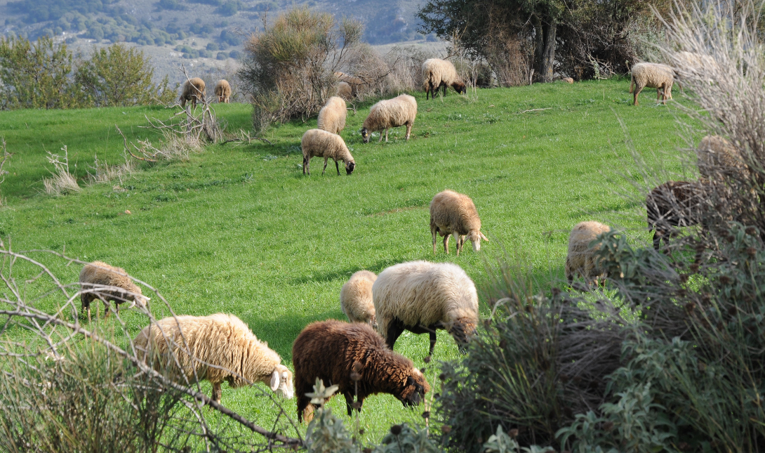 πρόβατα κτηνοτροφία ΟΠΕΚΕΠΕ