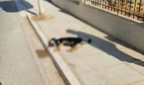 σκύλος Χανιά